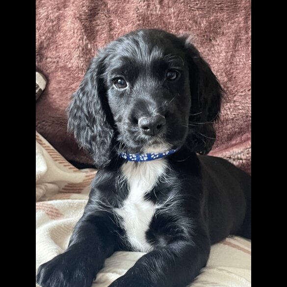 Cocker Spaniel (Working &amp; Show) - Both