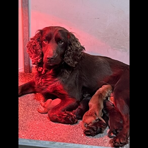 Cocker Spaniel (Working &amp; Show) - Both