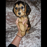 Cocker Spaniel (Working &amp; Show) - Both