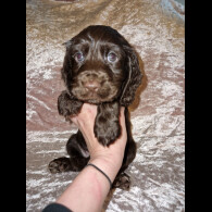 Cocker Spaniel (Working &amp; Show) - Both