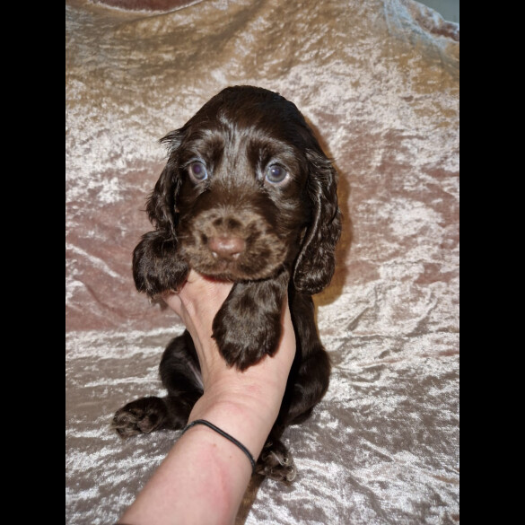 Cocker Spaniel (Working &amp; Show) - Both