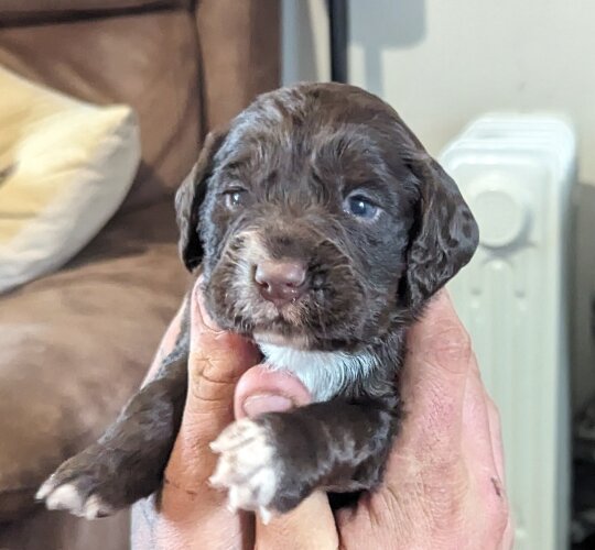 Cocker Spaniel (Working &amp; Show)