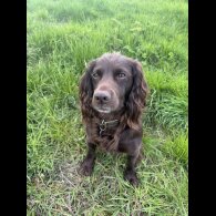 Cocker Spaniel (Working &amp; Show)