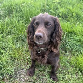 Cocker Spaniel (Working &amp; Show)