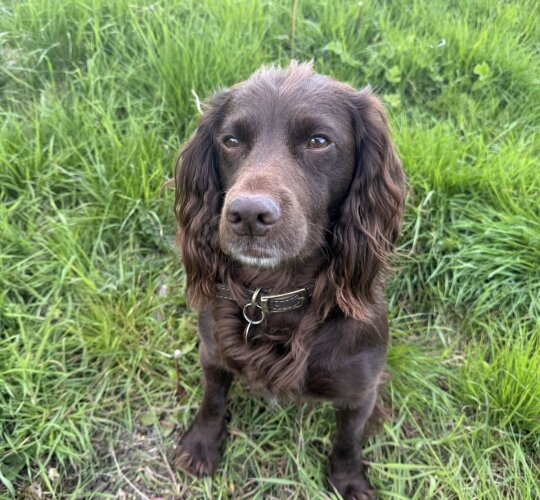 Cocker Spaniel (Working &amp; Show)