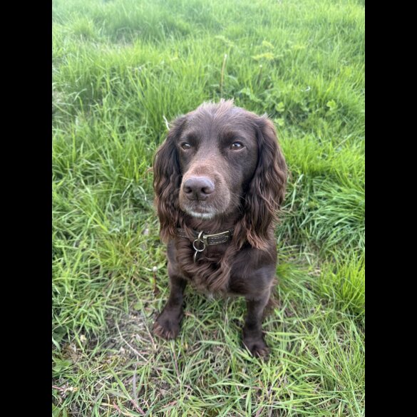 Cocker Spaniel (Working &amp; Show)