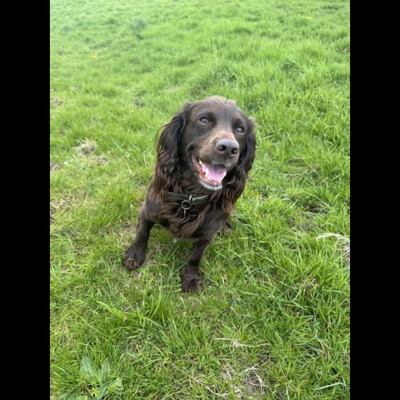 Cocker Spaniel (Working &amp; Show)