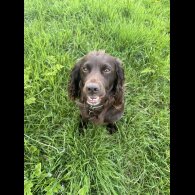 Cocker Spaniel (Working &amp; Show)