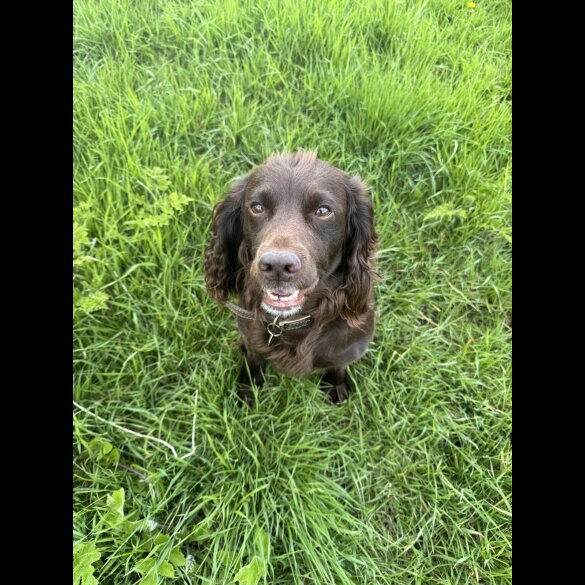 Cocker Spaniel (Working &amp; Show)