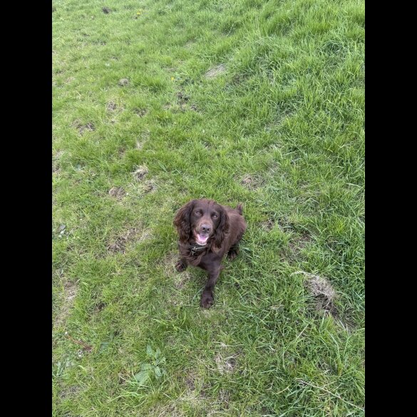 Cocker Spaniel (Working &amp; Show)