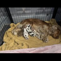 Cocker Spaniel (Working &amp; Show) - Both