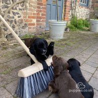 Cocker Spaniel (Working & Show) - Both