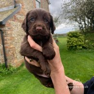 Cocker Spaniel (Working & Show) - Both