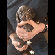 Cocker Spaniel (Working &amp; Show) - Both