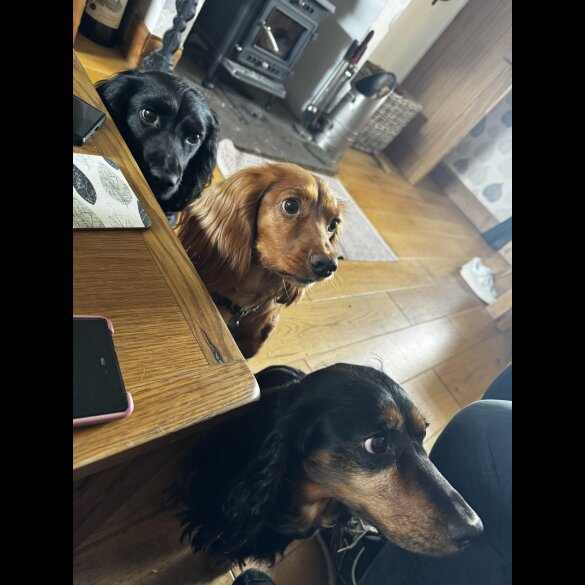 Cocker Spaniel (Working &amp; Show) - Both