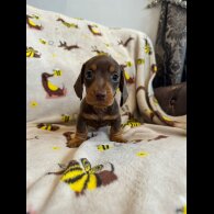 Dachshund (Standard &amp; Miniature) - Dogs