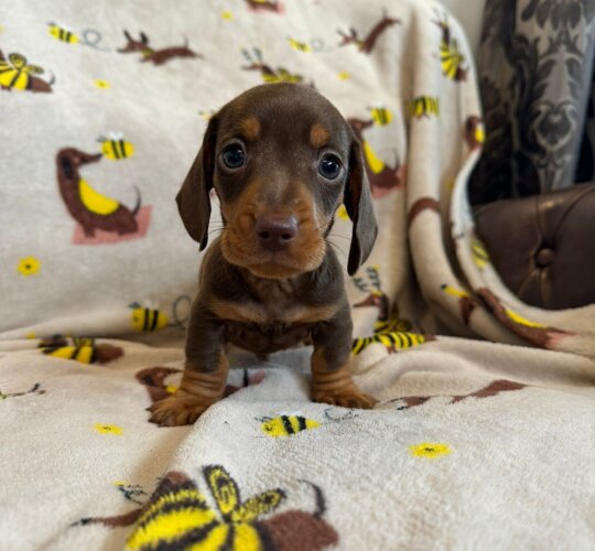 Dachshund (Standard &amp; Miniature)