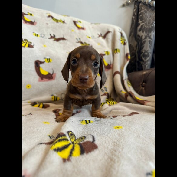 Dachshund (Standard &amp; Miniature) - Dogs