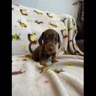 Dachshund (Standard &amp; Miniature) - Dogs