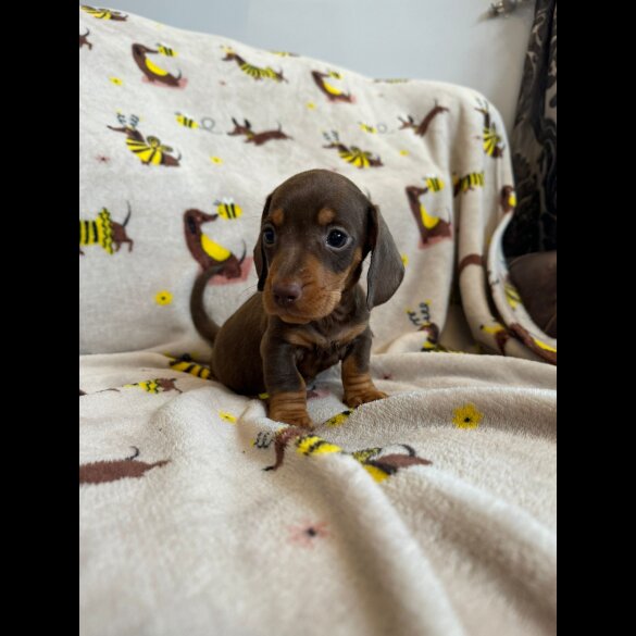 Dachshund (Standard &amp; Miniature) - Dogs