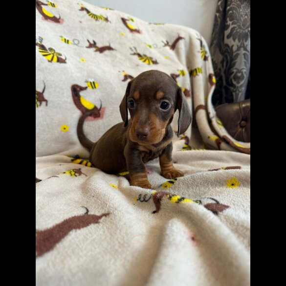 Dachshund (Standard &amp; Miniature) - Dogs