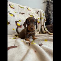 Dachshund (Standard &amp; Miniature) - Dogs