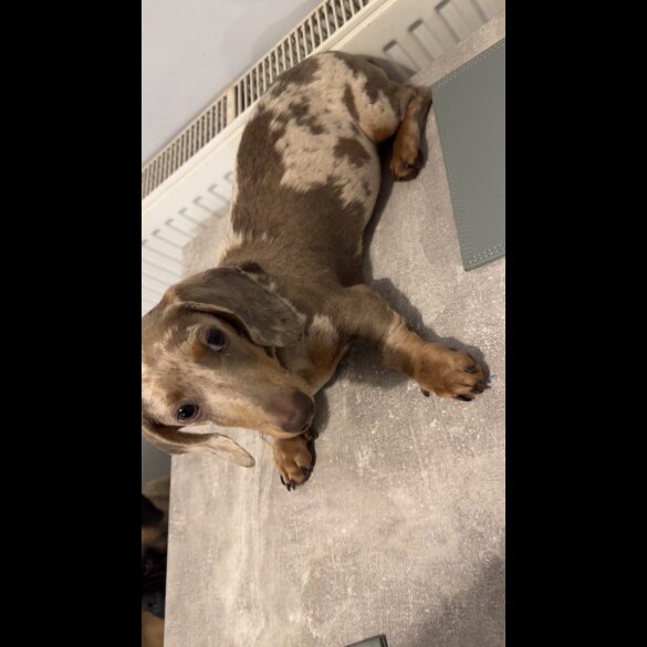 Dachshund (Standard &amp; Miniature)