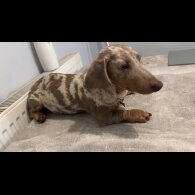 Dachshund (Standard &amp; Miniature)