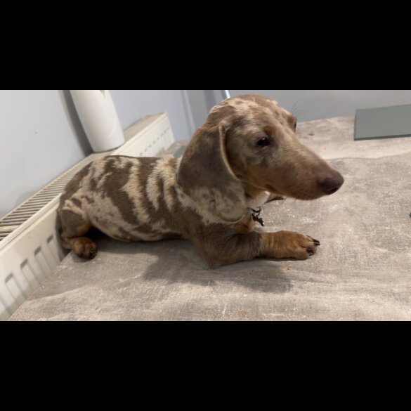 Dachshund (Standard &amp; Miniature)