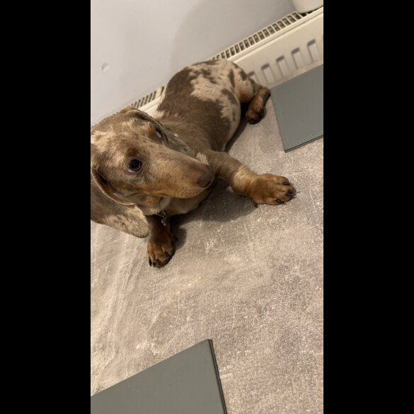 Dachshund (Standard &amp; Miniature)