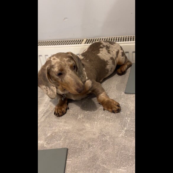 Dachshund (Standard &amp; Miniature)