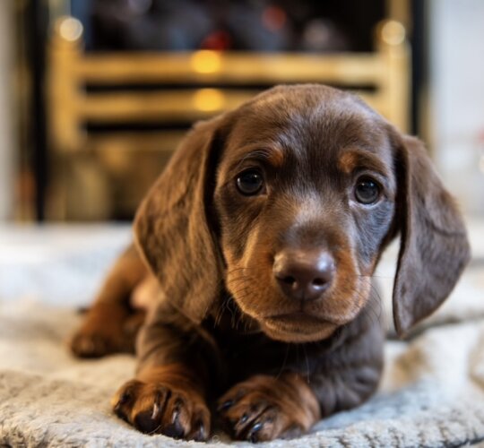 Dachshund (Standard &amp; Miniature)