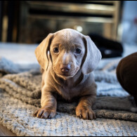 Dachshund (Standard &amp; Miniature) - Both