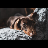 Dachshund (Standard &amp; Miniature) - Both