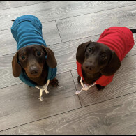 Dachshund (Standard &amp; Miniature) - Both