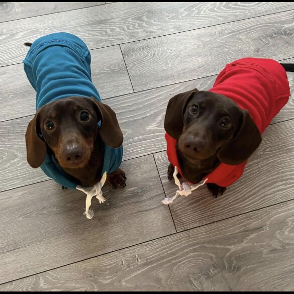 Dachshund (Standard &amp; Miniature) - Both