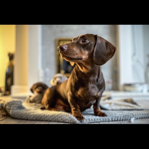 Dachshund (Standard &amp; Miniature) - Both