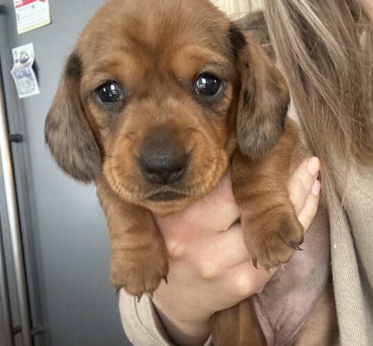 Dachshund (Standard &amp; Miniature)