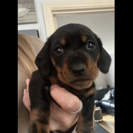 Dachshund (Standard &amp; Miniature) - Both