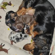 Dachshund (Standard & Miniature) - Dogs