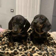 Dachshund (Standard & Miniature) - Dogs