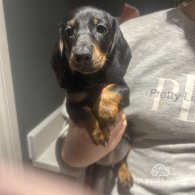 Dachshund (Standard & Miniature) - Dogs