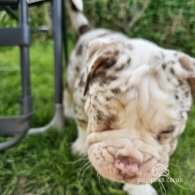 Dorset Olde Tyme Bulldogge - Both