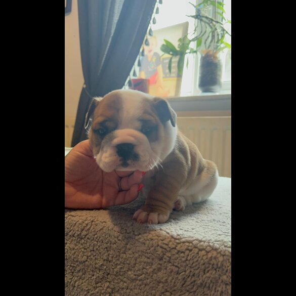 English Bulldog - Both