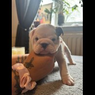 English Bulldog - Both