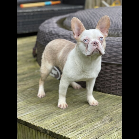 French Bulldog