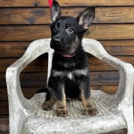 German Shepherd (Alsatian) - Both