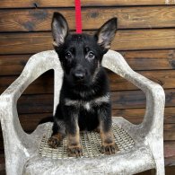 German Shepherd (Alsatian) - Both