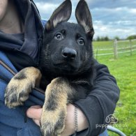 German Shepherd (Alsatian) - Both