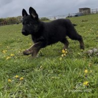 German Shepherd (Alsatian) - Both